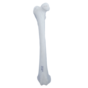 FÊMUR DIREITO COM ESPONJOSO - CÃO GRANDE PORTE - cód. 14298