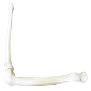 JOELHO COM SIMULAÇÃO DE LIGAMENTOS - ESQUERDO - cód. 2040 BE