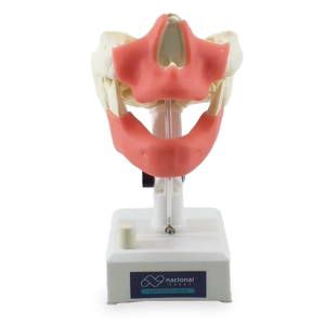 MANEQUIM EDÊNTULO COM GENGIVA - cód. 4007GT