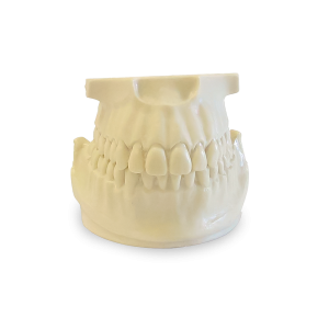 MANEQUIM ORTODÔNTICO - cód. 4034