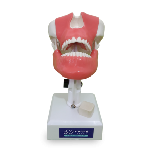 MANEQUIM COM DENTES 28 E 38 INCLUSOS E GENGIVA - cód. 4402G