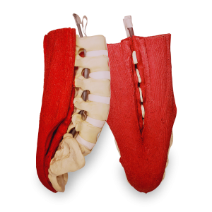 COLUNA LOMBO-SACRA COM MÚSCULO - cód. 5012M