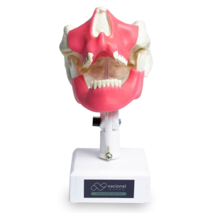 MANEQUIM PARA REGENERAÇÃO GUIADA POR MEMBRANA COM GENGIVA (RTG) - cód. 9971GT