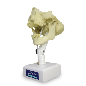 MANEQUIM PARA REGENERAÇÃO GUIADA POR MEMBRANA  (RTG) - cód. 9971T