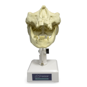 MANEQUIM PARENDODÔNTICA - cód. 9973T