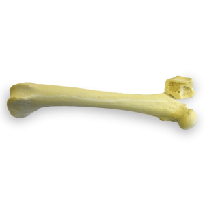 FÊMUR DIREITO COM CANAL MEDULAR E ESPONJOSO COM FRATURA NO TROCÂNTER MAIOR - CÃO GRANDE PORTE - cód. AV200 ESPF2