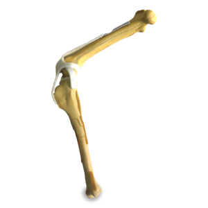 JOELHO DIREITO ESPONJOSO COM FRATURA E DESVIO - CÃO GRANDE PORTE - cód. AV257D