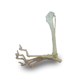 TORNOZELO ESQUERDO - CÃO GRANDE PORTE - cód. AV265