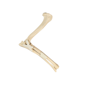 COTOVELO DIREITO - CÃO GRANDE PORTE - cód. AV700