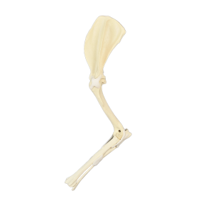 MEMBRO ESQUERDO ANTERIOR SEM CARPO - CÃO GRANDE PORTE - cód. AV760